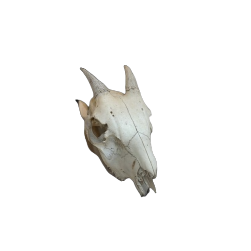 Bone generation